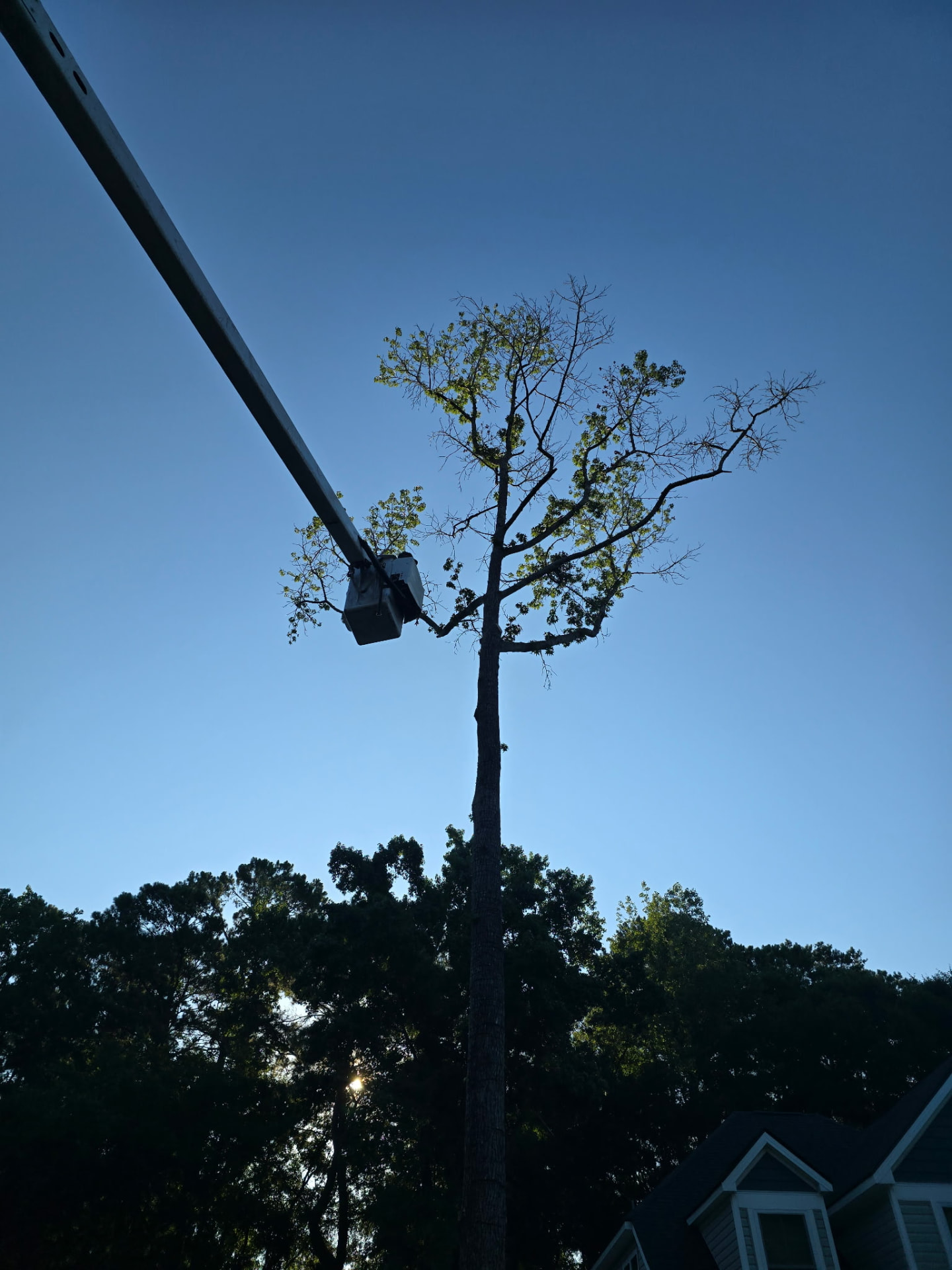 Evening bucket work — Stacks Tree Service, Summerville SC