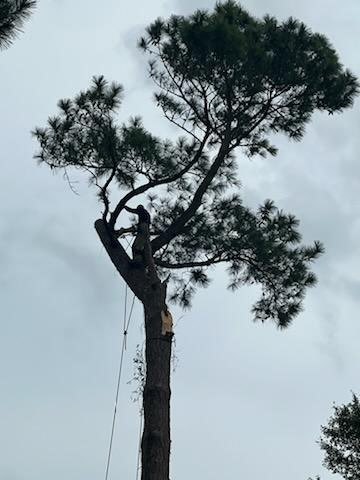Climber topping a tall pine — Stacks Tree Service, Summerville SC