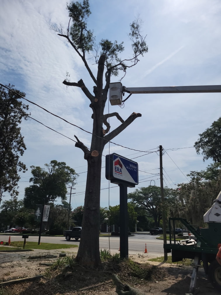 Careful pruning around power lines — Stacks Tree Service, Summerville SC